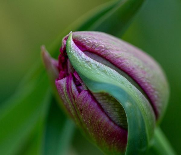 France-Giverny Close-up of purple tulip bud